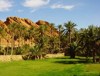 سكان شعبة بوروبة ببسكرة يطالبون بتسوية وضعية أراضيهم