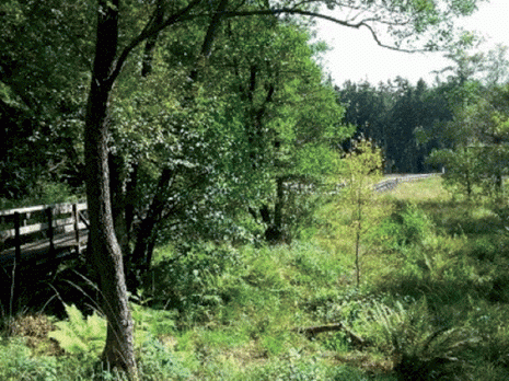 Espaces verts à Guelma