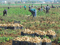 Relizane / Pomme de terre