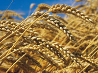 قسنطينة/ بسبب نقص الأسمدة الفلاحية.. الصدى الأصفر يهدد 20 ألف هكتار من القمح بالتلف