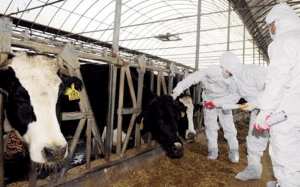 حجز أبقار مصابة بداء الحمى المالطية في بسكرة