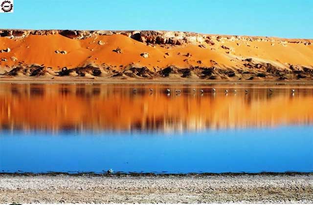 L'Algérie a lancé une alerte à la grippe aviaire dans la zone humide de Sebkhet El Maleh, à Ghardaïa