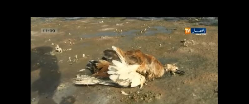 بالفيديو.. السلطات تتكتم على كارثة أنفلونزا الطيور في غرداية