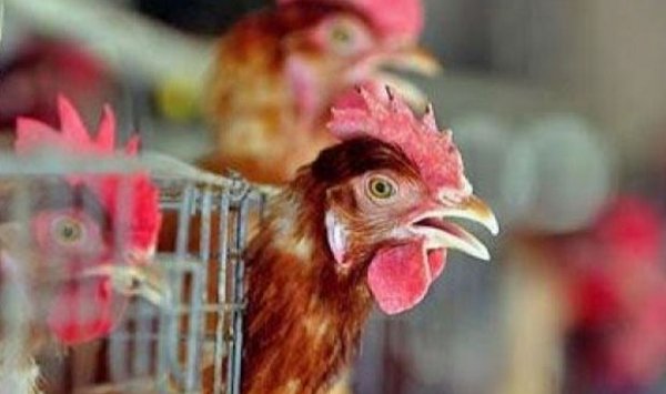 تسجيل إصابات بأنفلونزا الطيور في غرداية