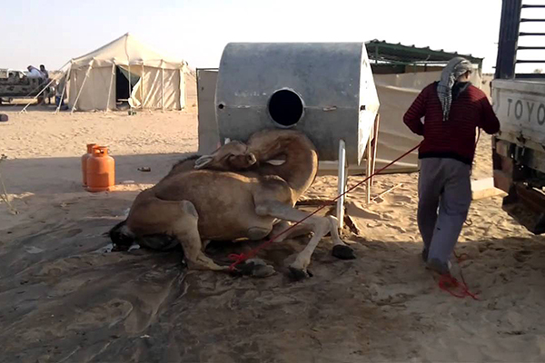 شركات بترولية تتسبب في إبادة الإبل بإيليزي