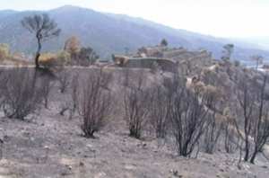 Les incendies continuent de dévaster le patrimoine forestier