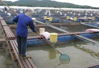 Vers la création de fermes d'engraissement de thon en 2017