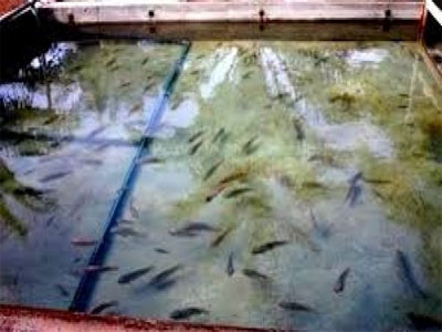 Aquaculture