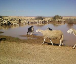 الجفاف وغلاء الأعلاف يهددان ملايين رؤوس الماشية بالجلفة والأغواط