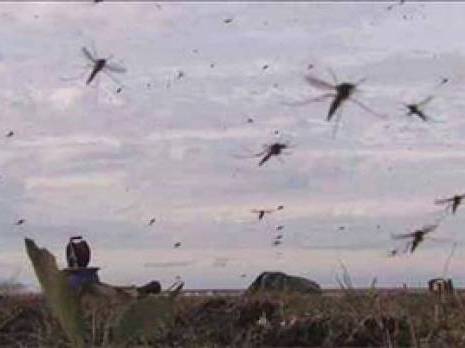 Béchar : plusieurs cités envahies par les moustiques