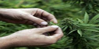 120 plants de cannabis découverts à Ghardaïa