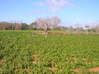 Agriculture : conflit entre les propriétaires algériens et l'administration tunisienne