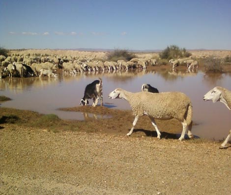 الجفاف وغلاء الأعلاف يهددان ملايين رؤوس الماشية بالجلفة والأغواط