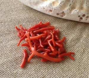 حجز 8 كلغ من المرجان الخام بسكيكدة