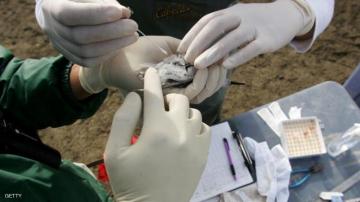 إستنفار في غرداية بسبب وباء أنفلونزا الطيور