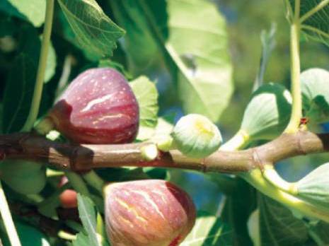 Les dernières découvertes