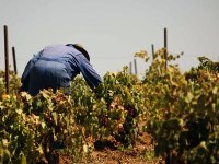 L'Algérie choisit le thème de l'agriculture