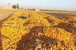 فلاحو أدرار متخوفون من كساد منتوج الذرة الصفراء