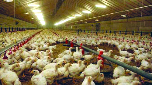 Prolifération des abattoirs clandestins de la volaille à l'est du pays