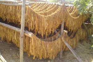 حجز 3 قناطير من مادة الشمة ببسكرة