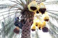 Le potentiel d'exportation conséquent à portée de main