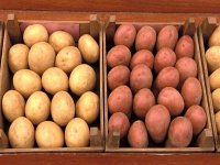 Salon de la pomme de terre à Mostaganem : près de 150 exposants attendus