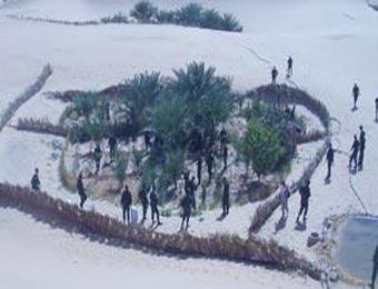 مصالح الأمن تكتشف حقل مخذرات بغرداية