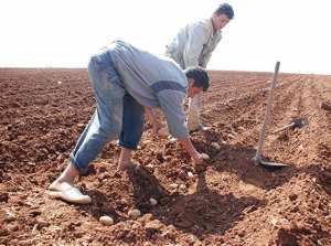 بطالو سعيدة يتوجهون إلى قطاع الفلاحة