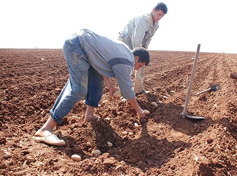 بطالو سعيدة يتوجهون إلى قطاع الفلاحة