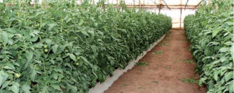 Une solution pour l'agriculture saharienne