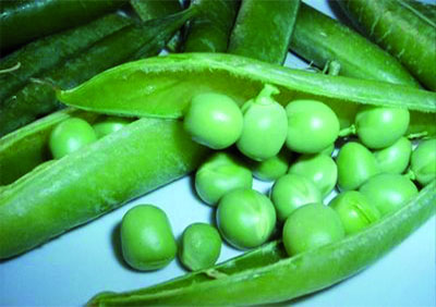 Petits pois cherchent moissonneurs