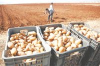 Prévision de récolte de près de 670.000 quintaux de pomme de terre d'arrière-saison