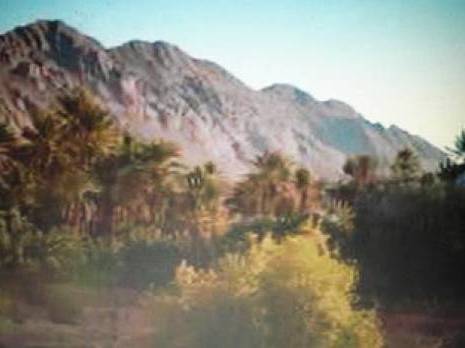 Tindouf : la forêt récréative est provisoirement fermée