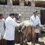 270 ألف جرعة لتلقيح الأغنام والأبقار ضد الأمراض بقسنطينة