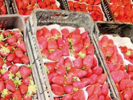 La culture maraîchère perd du terrain