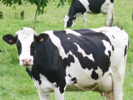 Filière lait : 711 vaches laitières importées en avril