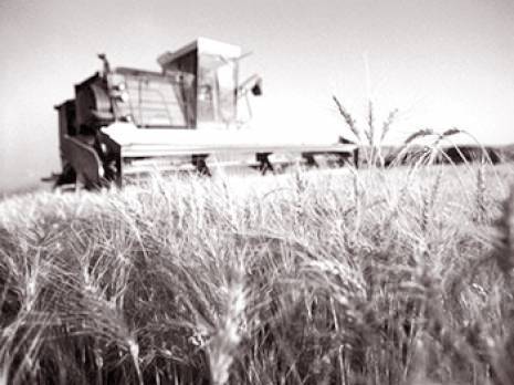 Céréaliculture à Aïn Defla : optimisme et vigilance