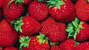 أفراح الفراولة تنطلق في سكيكدة وسط توقعات بإنتاج وفير