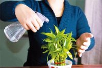 Entretien des plantes d'intérieur