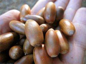 ATH DJELLIL (Béjaia) -  Retour sur la Fête du gland: Ça a fait de l’animation à Aourir !