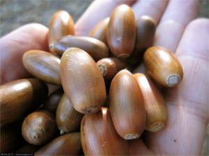 ATH DJELLIL (Béjaia) -  Retour sur la Fête du gland: Ça a fait de l’animation à Aourir !