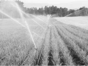 Plaidoyer pour un sursaut écocitoyen