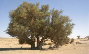 L’arganeraie de Tindouf : Un écosystème remarquable