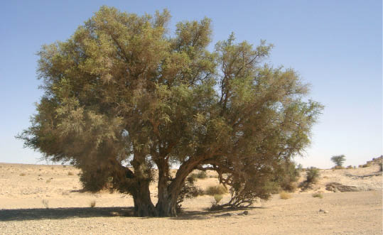 L’arganeraie de Tindouf : Un écosystème remarquable