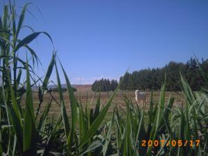 صور بلدية البيضاء الاغواط