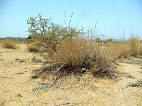 les scientifiques s'intéressent aux plantes du Sahara