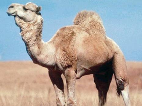 Touggourt : le dromadaire, un animal encombrant '