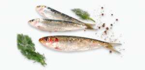 13 conseils nutrition pour garder les os sains et solides