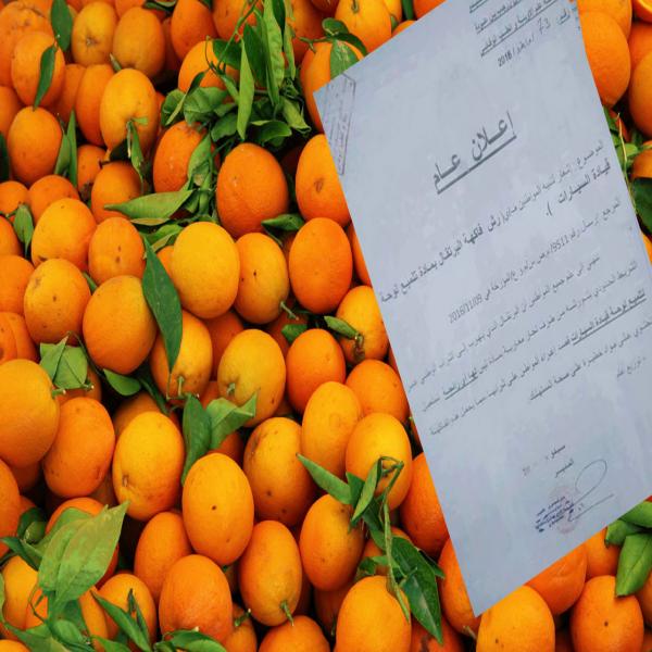 DOCUMENT- De l'orange toxique importée illégalement du Maroc