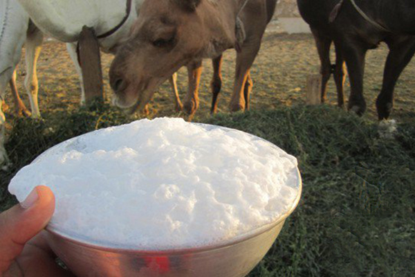 سكان الوادي يستنجدون بحليب الماعز والنوق